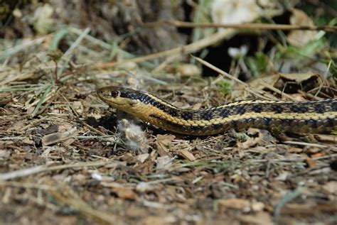 do garter snakes eat slugs.